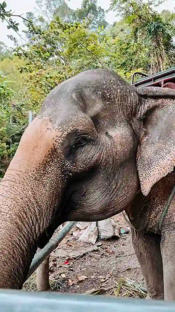 Elephant Sanctuary in Phuket Thailand | How to spend 3 days in Phuket