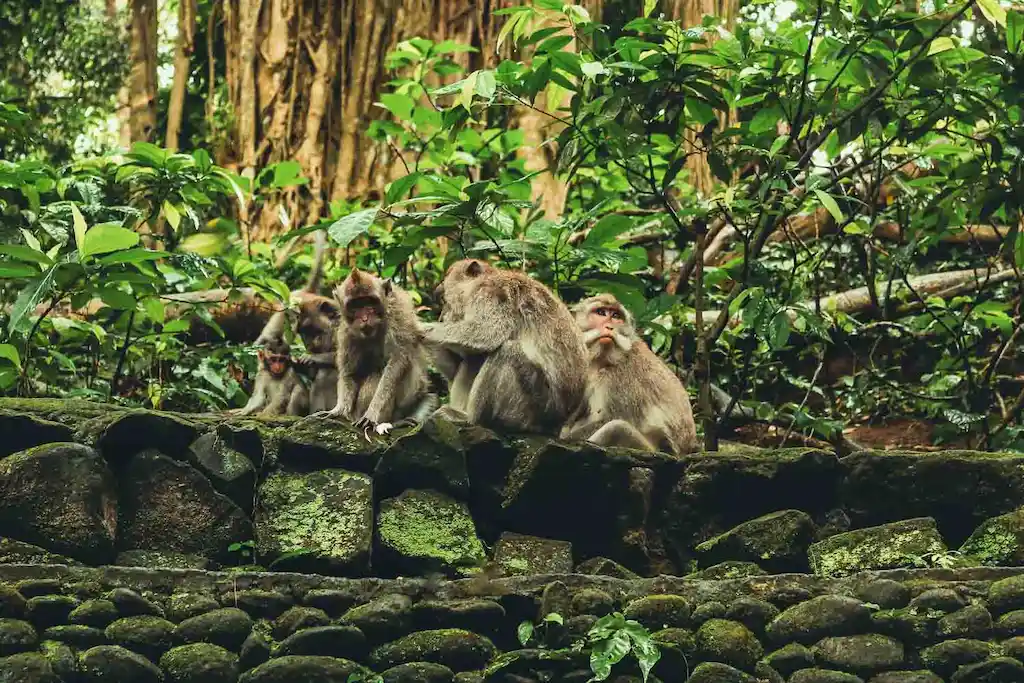 Long-tailed macaque at the Sacred Monkey Forest Sanctuary, Ubud