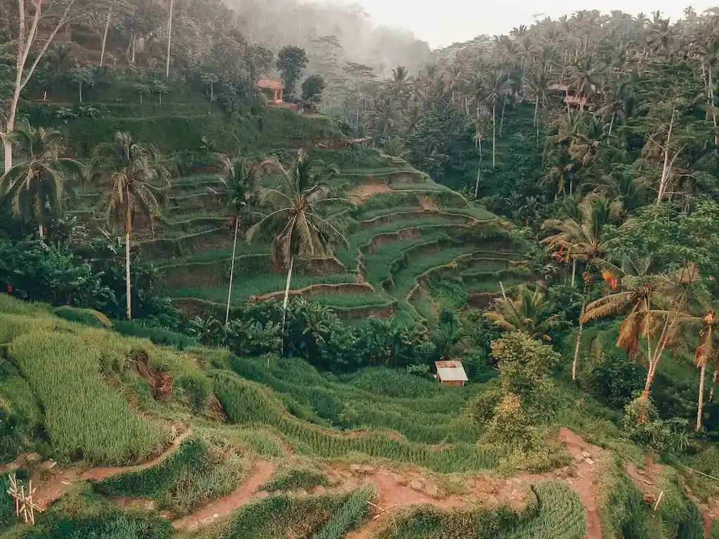 Green rice terraces on the outskirts of Ubud, Bali