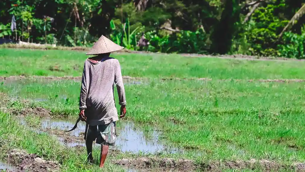 A local working in his ricefield in Sidemen