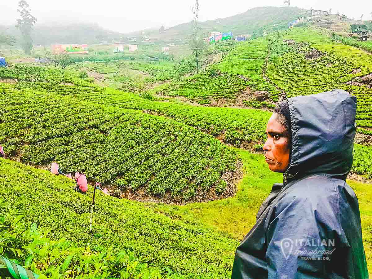 Tea leaves picking in Nuwara Eliya Sri Lanka | Passport and Stamps