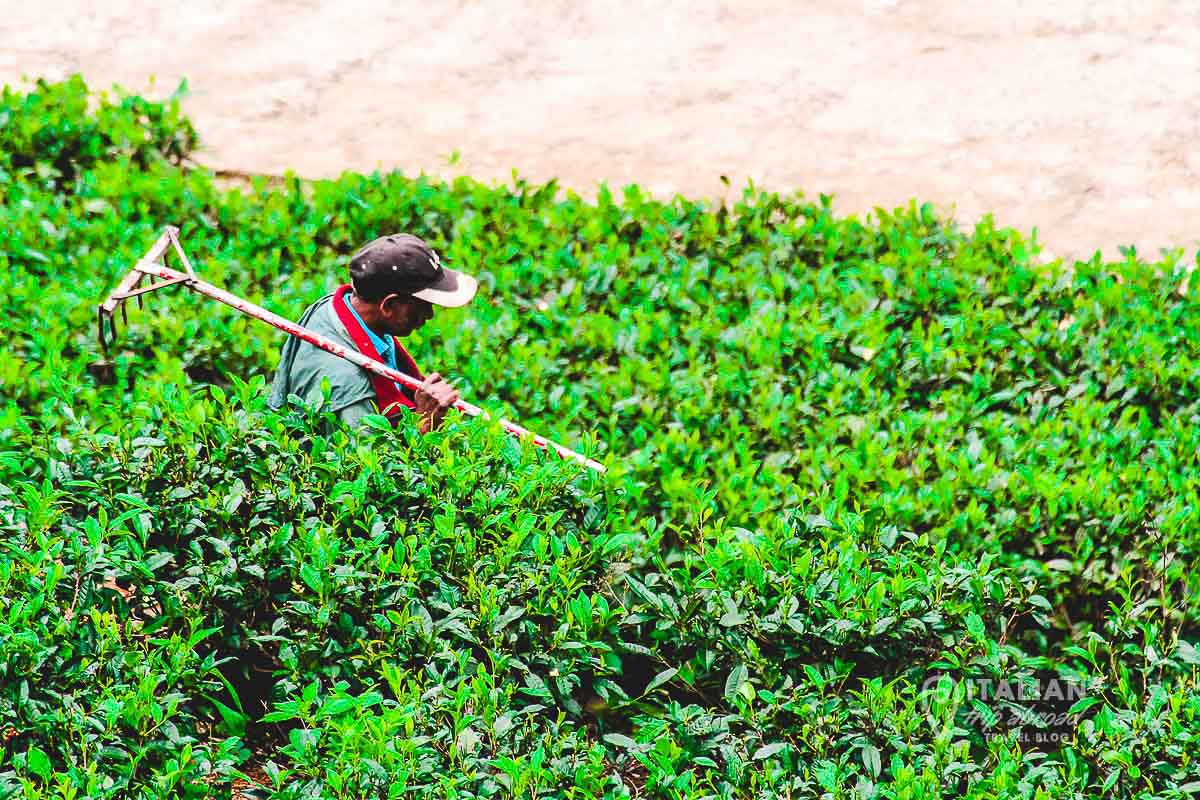Tea leaves pickers in Nuwara Eliya Sri Lanka