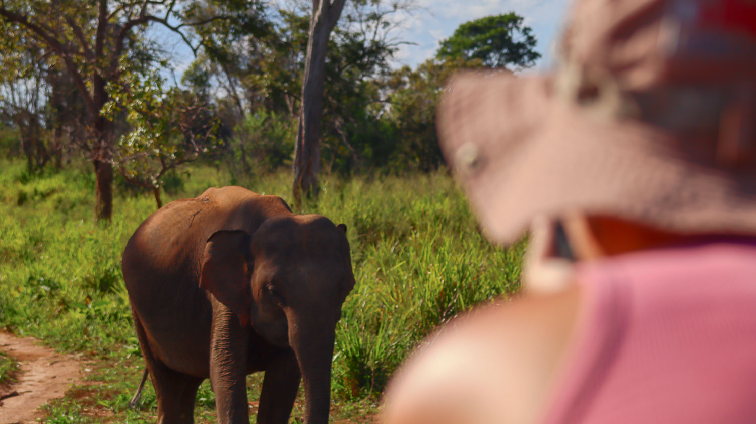 Bimba taking a picture of the cute little Elephant in Sri Lanka Bimba taking a picture of the cute little Elephant in Sri Lanka