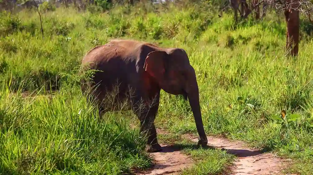 Cute elephant crossing our path in the national park While on a safari in Sri Lanka you can encounter wild elephants and cute little ones like in photo