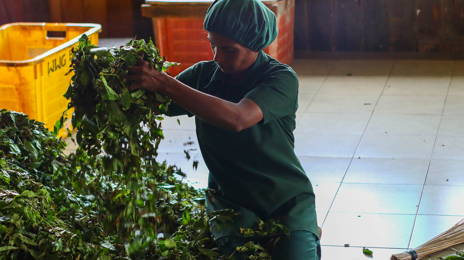 A lady working in the Ella tea plantation - Uva Halpewatte Tea Factory