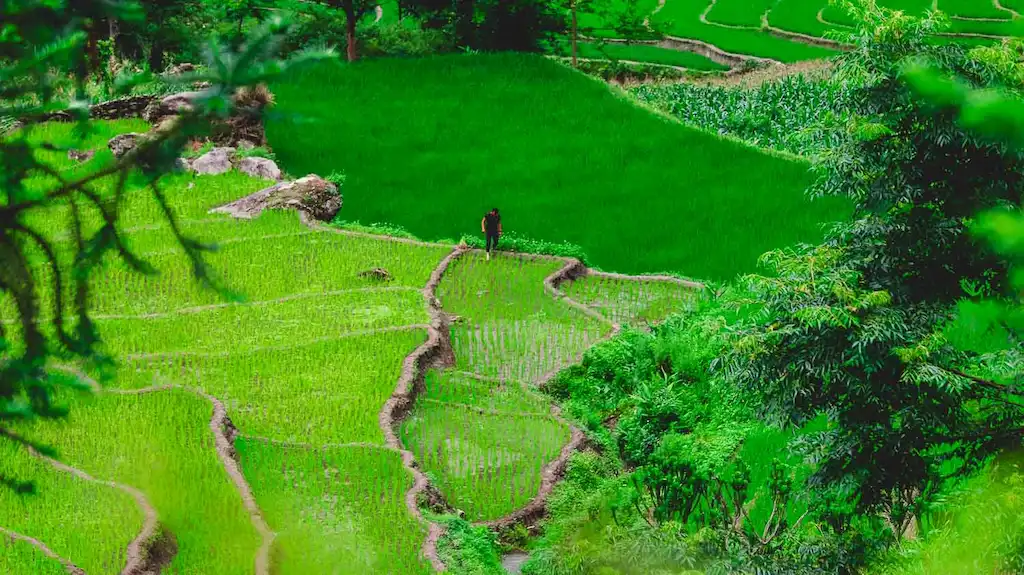 Rice paddies view in Sapa The green ricefield of North Vietnam - in the photo Sa Pa