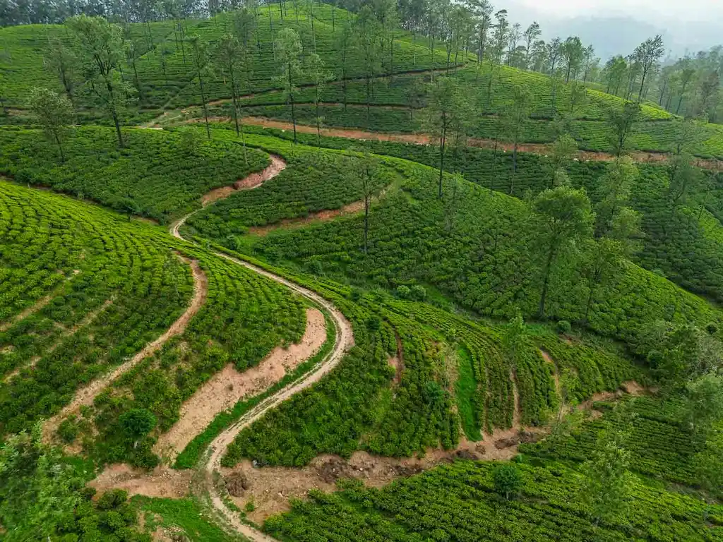 Tea plantation view in Sri Lanka near Ella Best time to visit Sri Lanka - Tea plantation in Sri Lanka