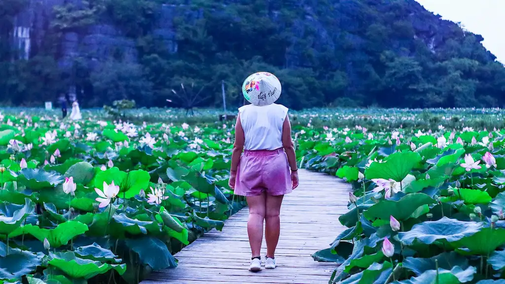 Boardwalk of the Mua Caves in Ninh Binh walking through the lotus garden and lily ponds