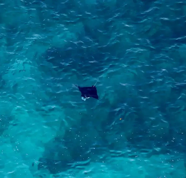 Manta Rays - Snorkelling in Nusa Penida