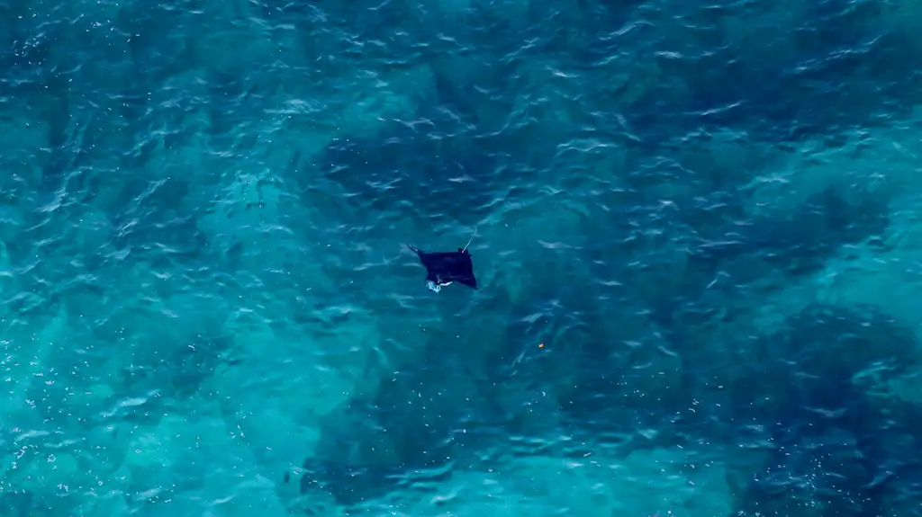 Manta Rays - Snorkelling in Nusa Penida