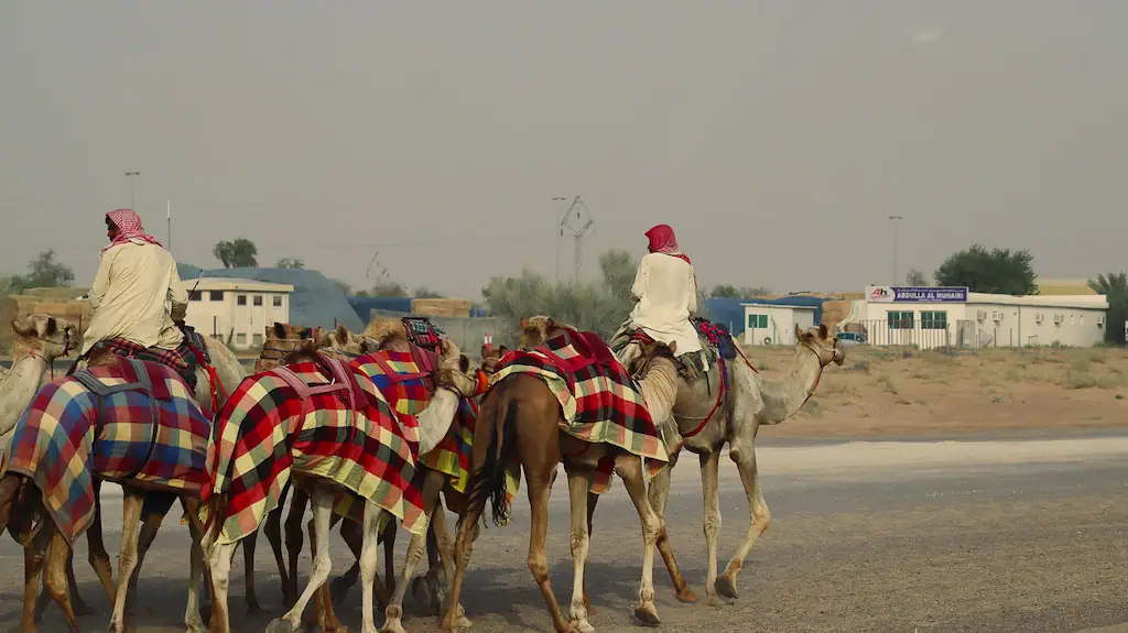 Camels passing by in the Desert of Dubai