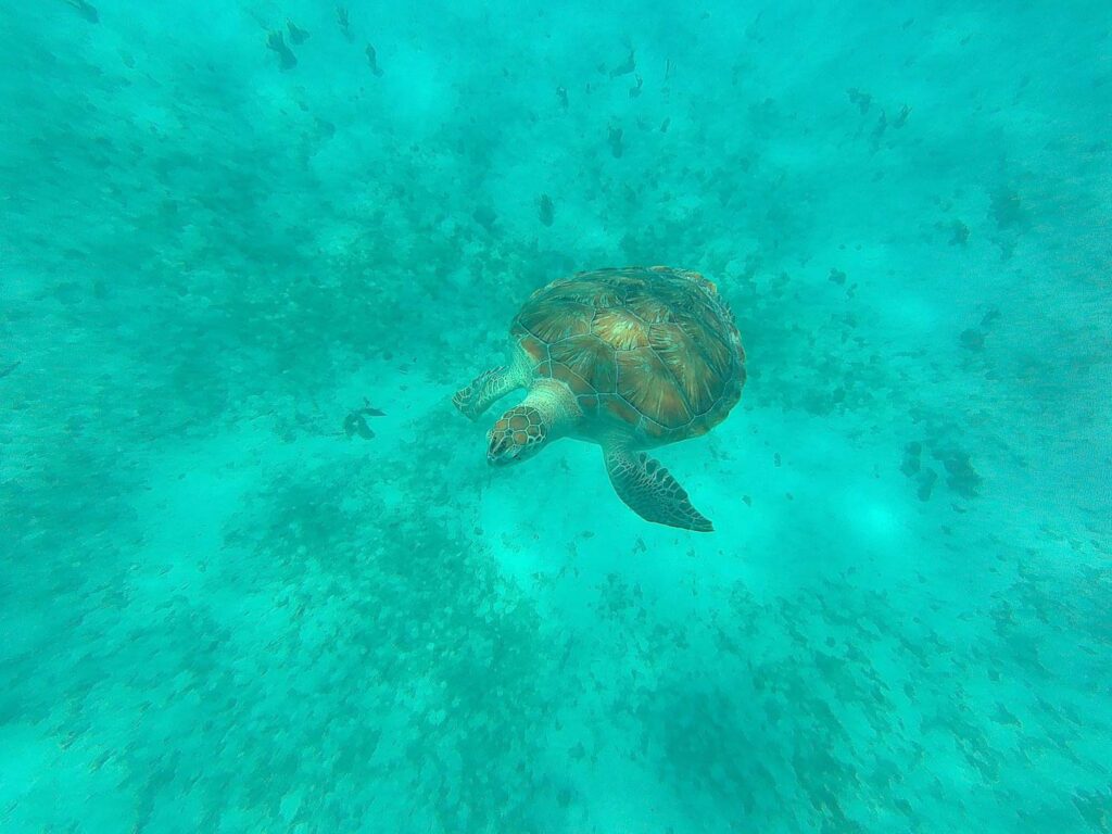 Swimming with Turtles in Barbados | How we spent 7 days itinerary in Barbados
