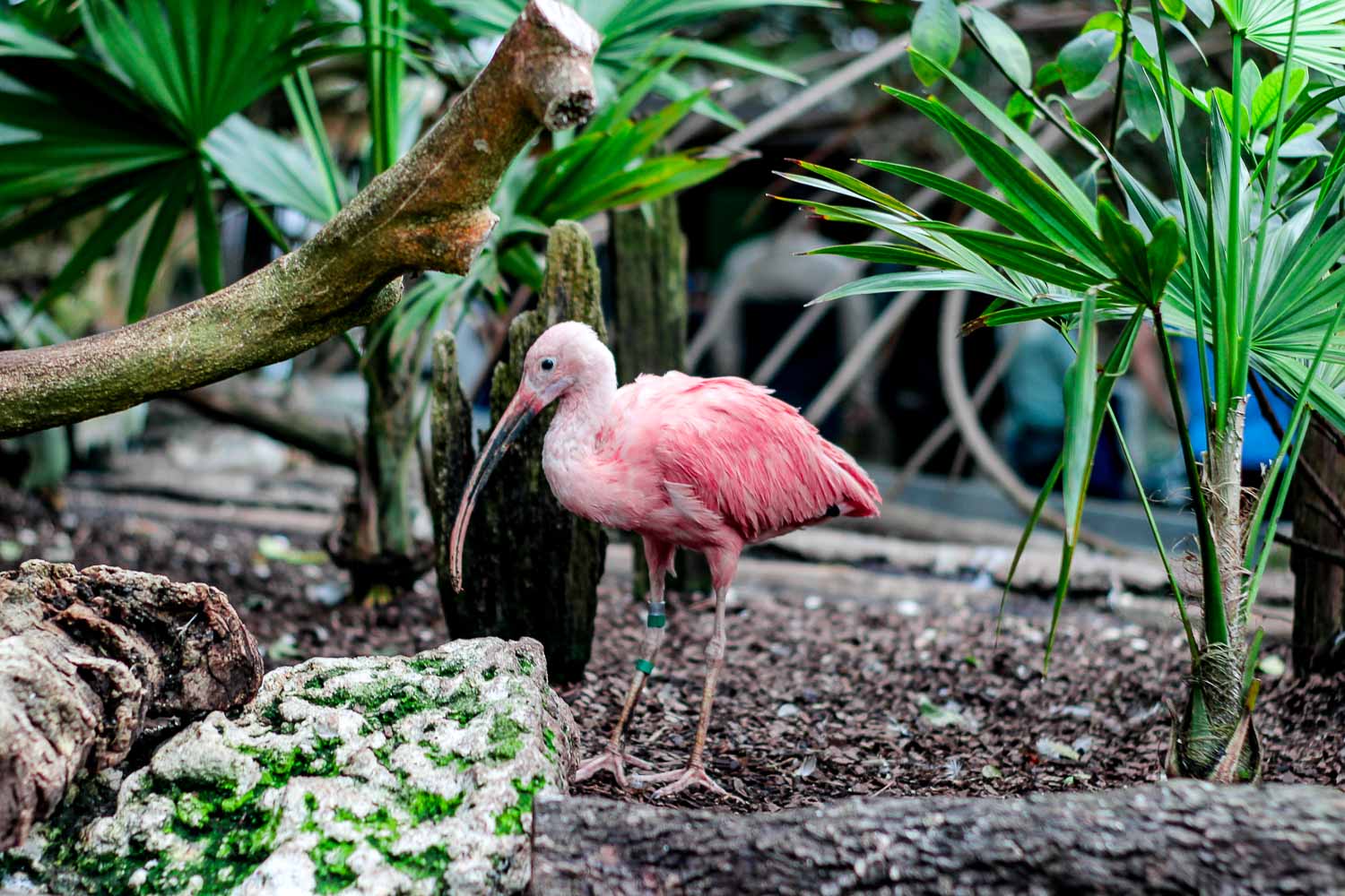 A rare pink flamingo at the Tampa Aquarium and conservation project the best in Florida
