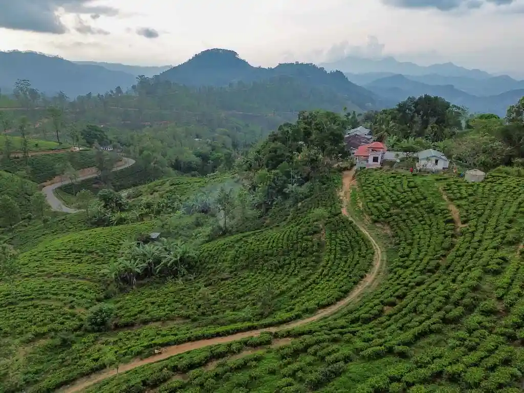 The best tea plantation view in Sri Lanka Tea plantation view in Sri Lanka
