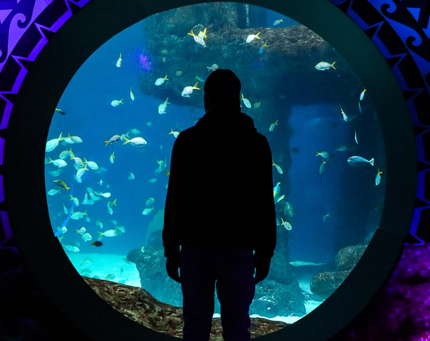 The incredible Florida Aquarium in Tampa Bay | Weekend in Tampa itinerary