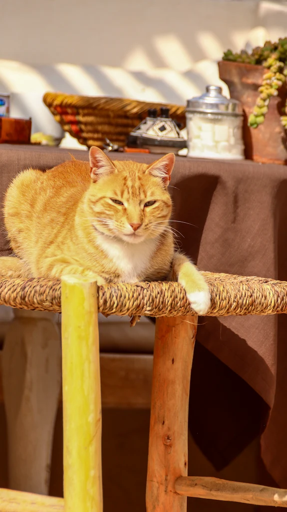 The cat of Riad Baladin in Essaouira