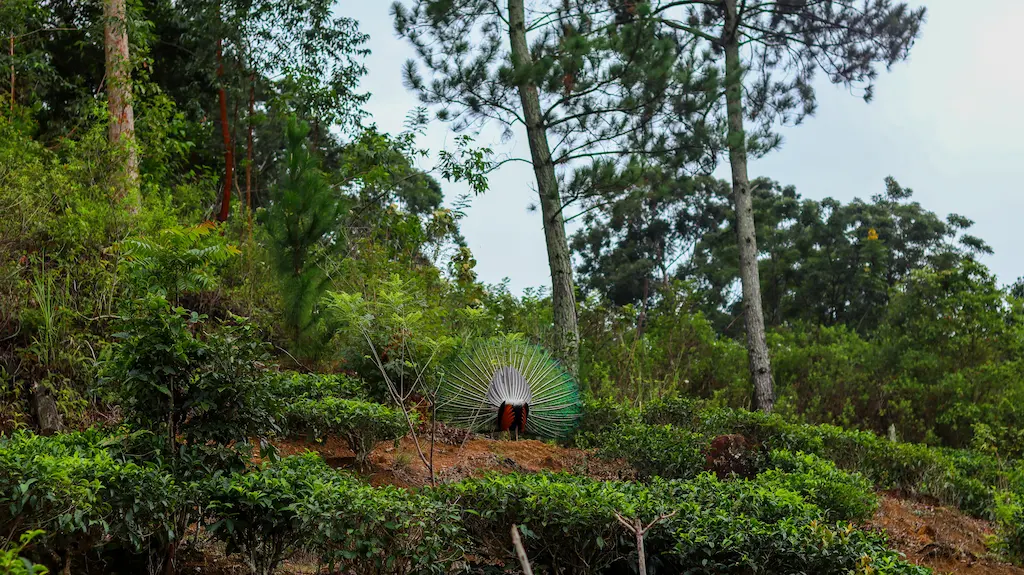 Tea plantation and peacock on the way to Ella rock