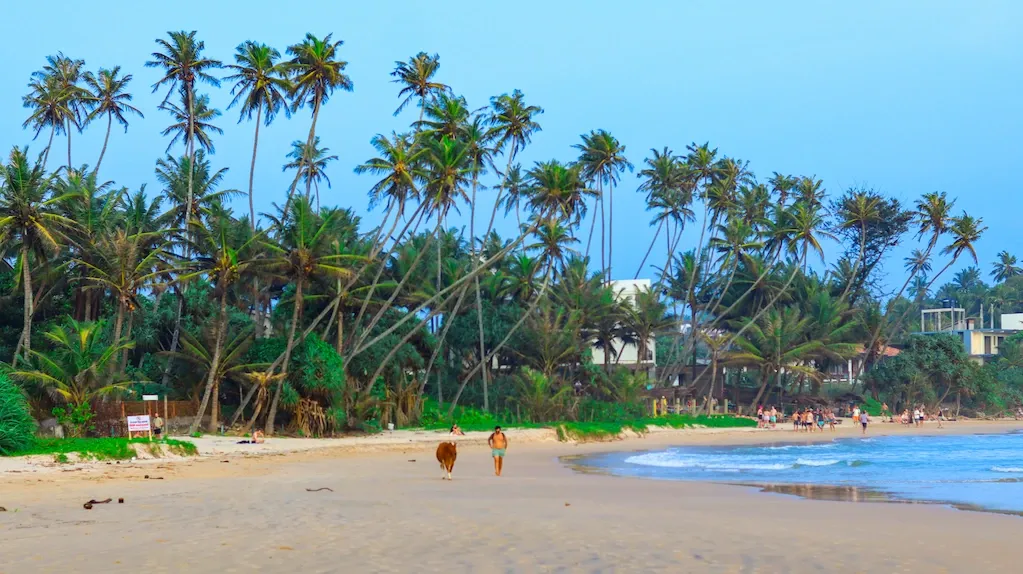 A cow roaming the beach in South Sri Lanka Palms in the foreground and people playing volleyball Cow enjoying a walk along the beach in Hirikeriya - Reasons why Hiriketiya is not a tourist trap