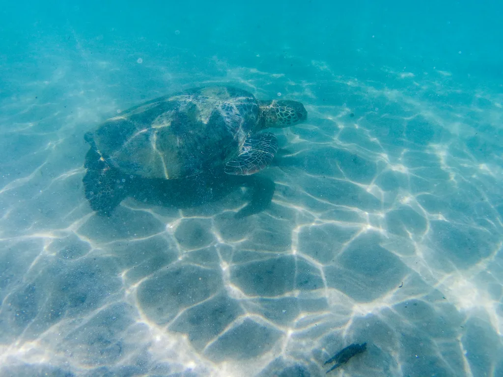 Swimming with turles in Dickwella beach