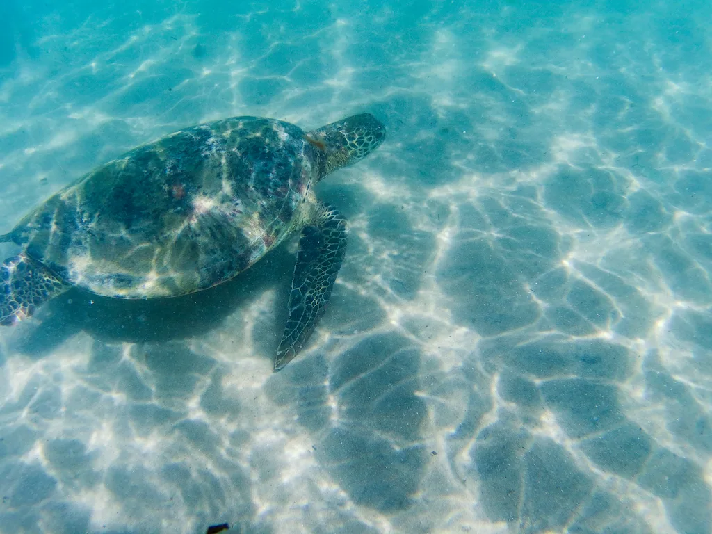 A wild turtle at Hiriketiya turtle point part of the local conservation project, swimming freely by the shore