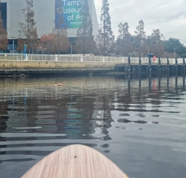 Paddleboarding downtown Tampa - The view from the river