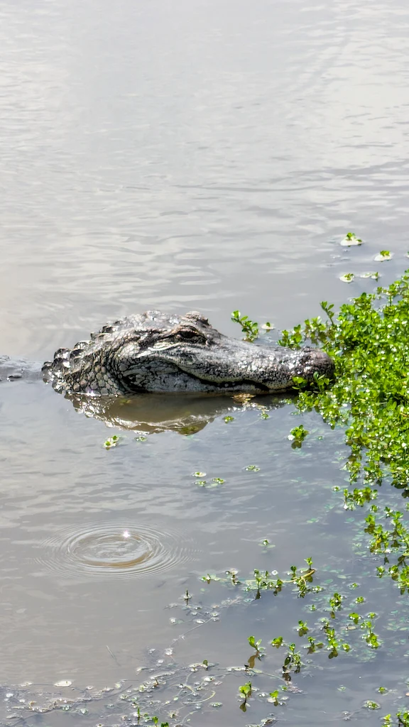 Spotting gator in  Cypremort Point State Park