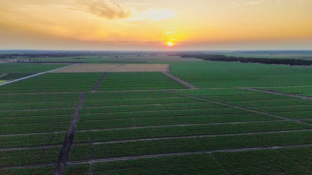 Stunning drone shot from Cajun county in Louisiana